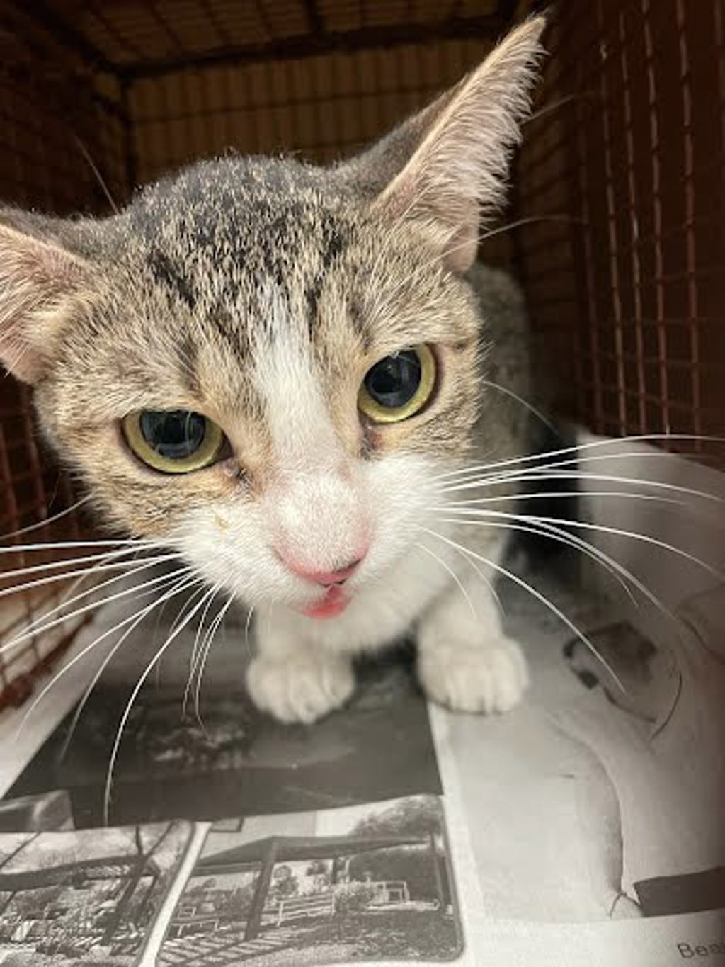 Shelter Stray Unknown Cat last seen Near Century Oaks Terrace, AUSTIN, TX, 78758, 7201 Levander Loop bldg a, Austin, TX 78702, USA