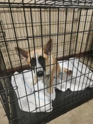 Shelter Stray Female Dog last seen Near Shady Lane, AUSTIN, TX, 78721, 7201 Levander Loop bldg a, Austin, TX 78702, USA