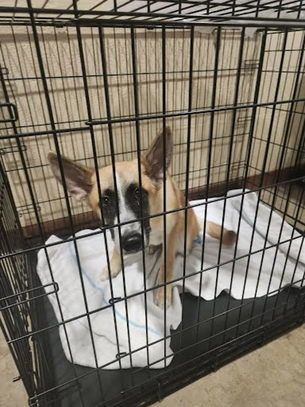Shelter Stray Female Dog last seen Near Shady Lane, AUSTIN, TX, 78721, 7201 Levander Loop bldg a, Austin, TX 78702, USA