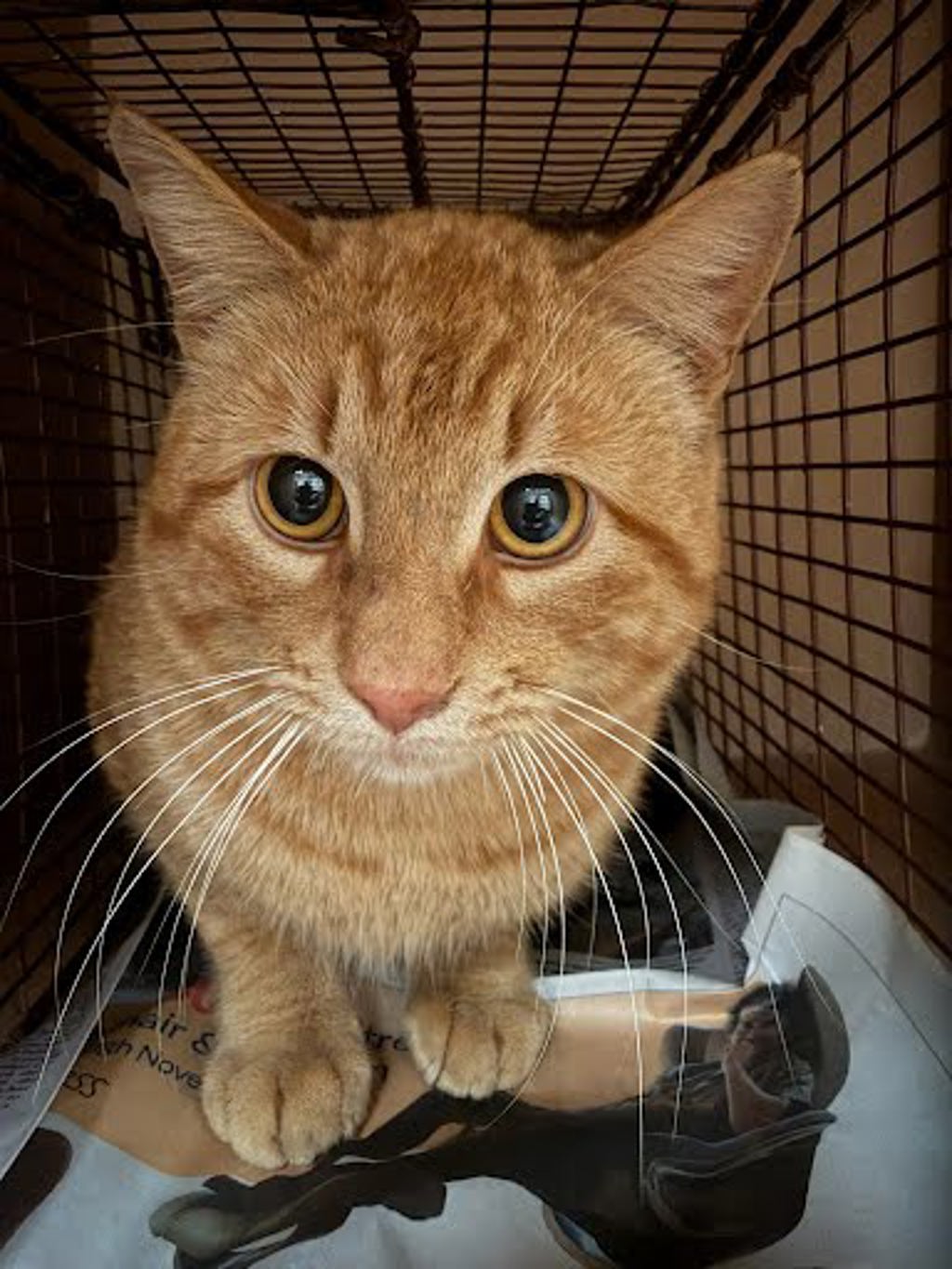 Shelter Stray Male Cat last seen AUSTIN, TX, 78748, 7201 Levander Loop bldg a, Austin, TX 78702, USA