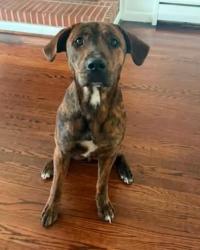 Shelter Stray Male Dog last seen Boxford Road, VIRGINIA BEACH, VA, 23456, 341 S Birdneck Rd, Virginia Beach, VA 23451, USA