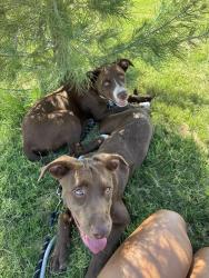Lost Unknown Dog last seen N Highway 28, Las Cruces, NM 88005