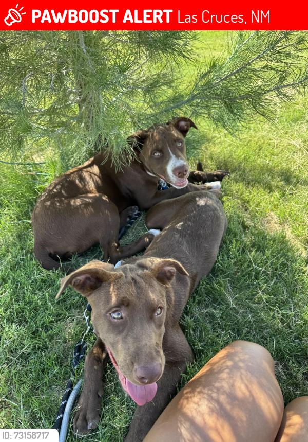 Lost Unknown Dog last seen N Highway 28, Las Cruces, NM 88005