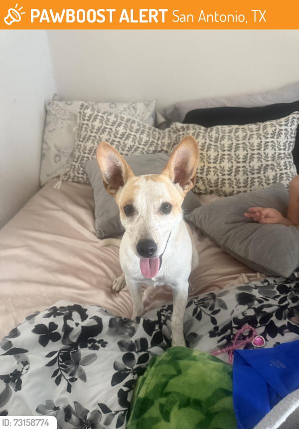 Found/Stray Female Dog last seen Riverstone at Westpoint, San Antonio, TX 78253