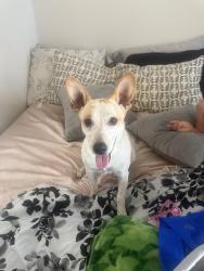 Found/Stray Female Dog last seen Riverstone at Westpoint, San Antonio, TX 78253