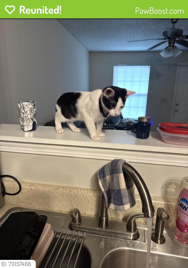 Reunited Male Cat last seen Huffman mill rd, Burlington, NC 27215
