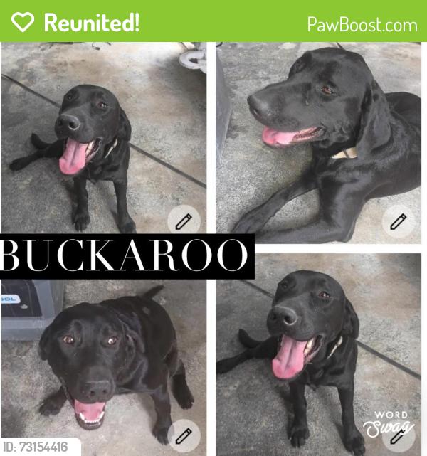 Reunited Male Dog last seen Near mountain ridge drive spring branch tx 78070, Spring Branch, TX 78070