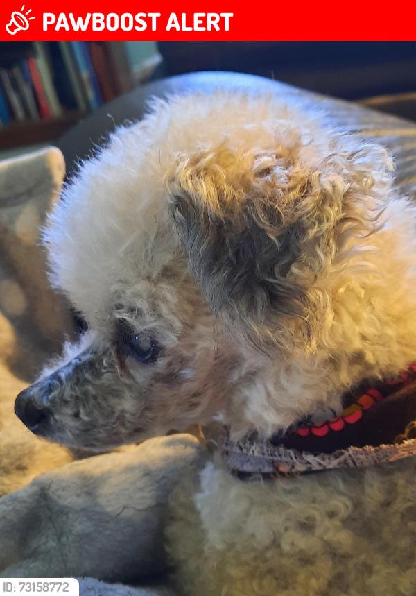 Lost Male Dog last seen Shadow Springs Court and Jeffersonton Road, Culpeper County, VA 22724