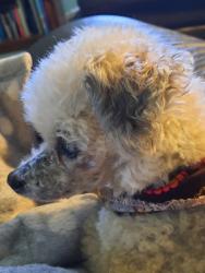 Lost Male Dog last seen Shadow Springs Court and Jeffersonton Road, Culpeper County, VA 22724
