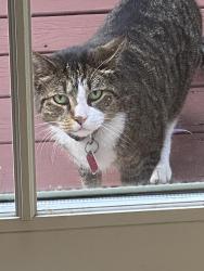 Found/Stray Unknown Cat last seen Near the YMCA on 59th St, Downers Grove, IL 60516