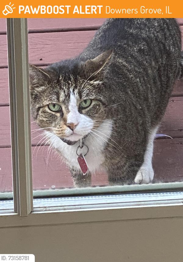 Found/Stray Unknown Cat last seen Near the YMCA on 59th St, Downers Grove, IL 60516