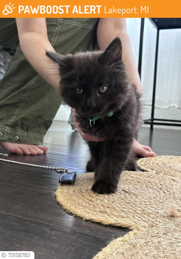 Found/Stray Unknown Cat last seen Lakeport Dr and Washington St, Lakeport, MI 48059