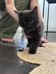 Found/Stray Unknown Cat last seen Lakeport Dr and Washington St, Lakeport, MI 48059