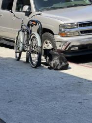 Found/Stray Female Dog last seen Broadway Pl & W 40th Pl, Los Angeles, CA 90037