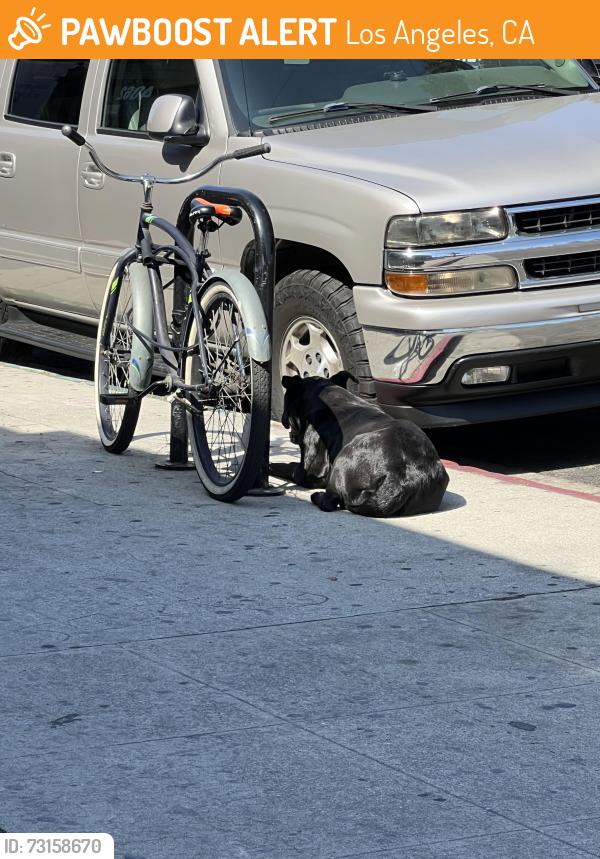 Found/Stray Female Dog last seen Broadway Pl & W 40th Pl, Los Angeles, CA 90037