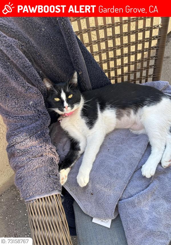 Lost Female Cat last seen Chapman and Euclid, Garden Grove, CA 92840