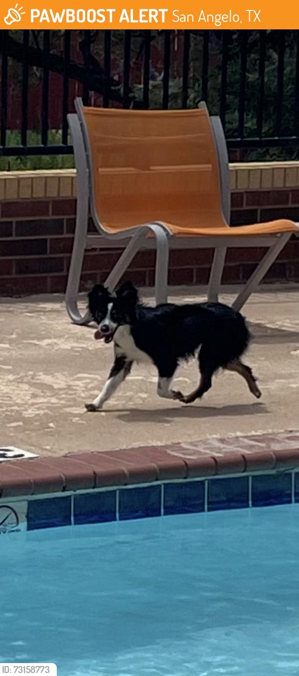 Found/Stray Unknown Dog last seen Candlewood suites, San Angelo, TX 76901