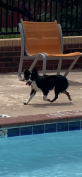 Found/Stray Unknown Dog last seen Candlewood suites, San Angelo, TX 76901