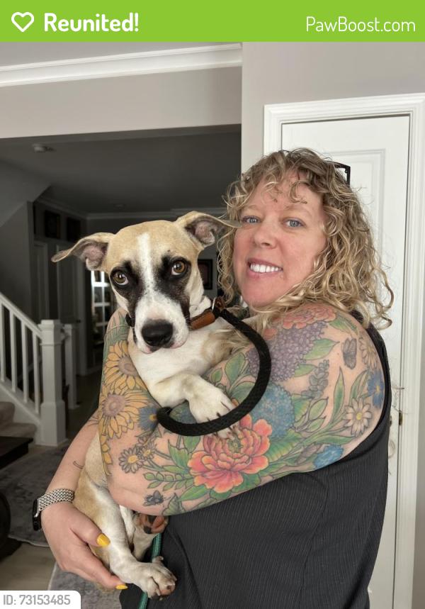 Reunited Female Dog last seen Gateway Shopping Center, Gainesville, VA 20155