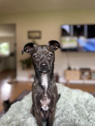 Reunited Male Dog last seen Near Lone Oak Ln, Eagan, MN 55121, USA, Eagan, MN 55121