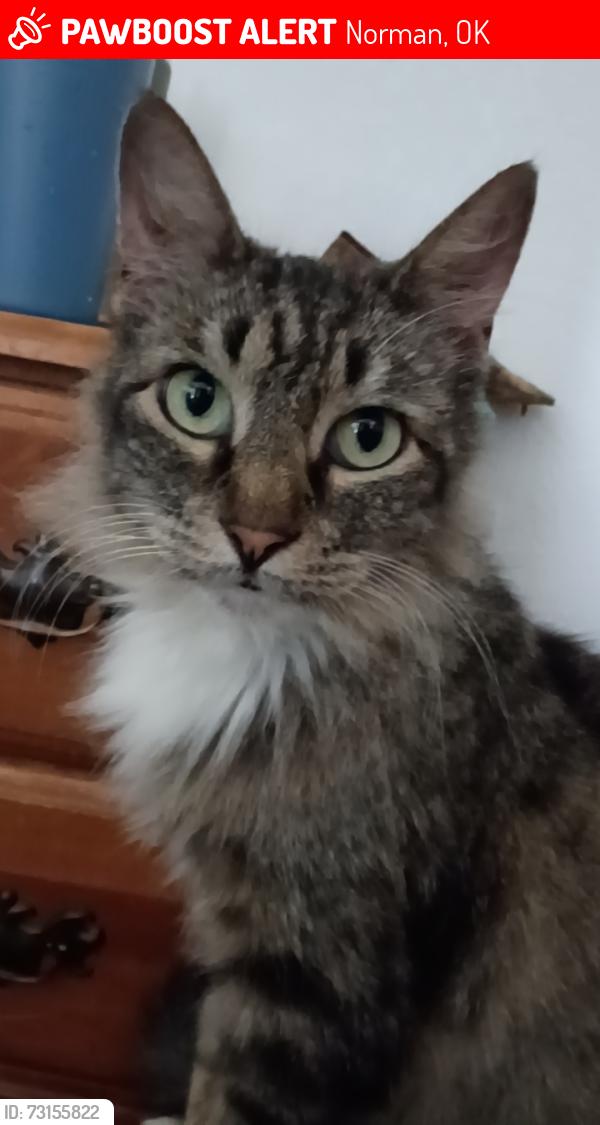 Lost Female Cat last seen On porch, Norman, OK 73072