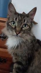 Lost Female Cat last seen On porch, Norman, OK 73072