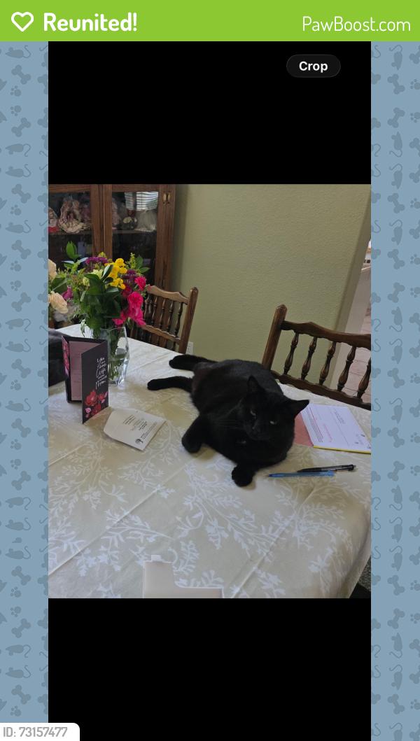 Reunited Male Cat last seen Stone river apmts, Sacramento, CA 95831