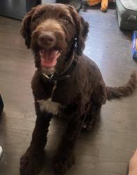 Found/Stray Male Dog last seen 9th and Stockton, Sacramento, CA 95820