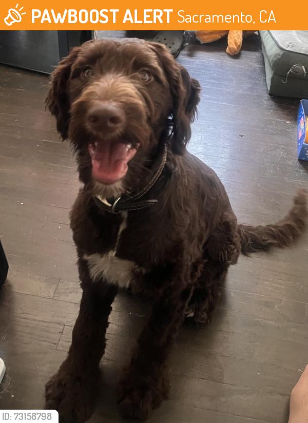 Found/Stray Male Dog last seen 9th and Stockton, Sacramento, CA 95820