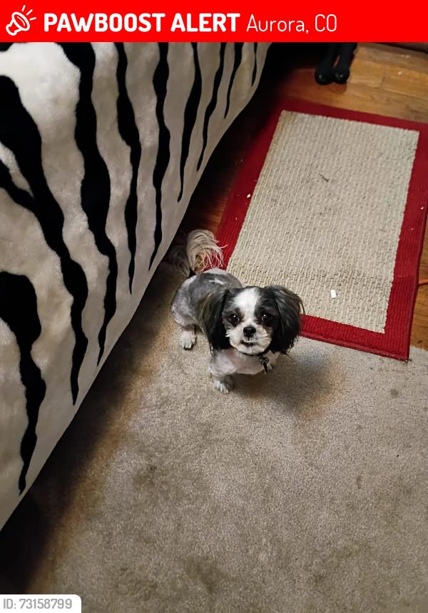 Lost Female Dog last seen Near ave, Boston St, Mountview blvd, Aurora, CO 80010
