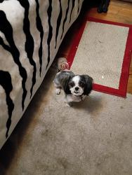 Lost Female Dog last seen Near ave, Boston St, Mountview blvd, Aurora, CO 80010