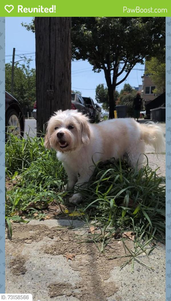 Reunited Unknown Dog last seen Waverly Street, Jersey City, NJ 07306