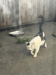 Found/Stray Unknown Cat last seen Behind my backyard, Hayward, CA 94544