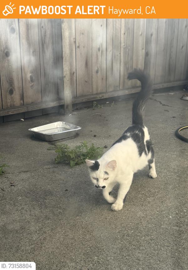 Found/Stray Unknown Cat last seen Behind my backyard, Hayward, CA 94544