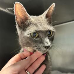 Shelter Stray Female Cat last seen , 4500 N Access Rd, Chattanooga, TN 37415, USA