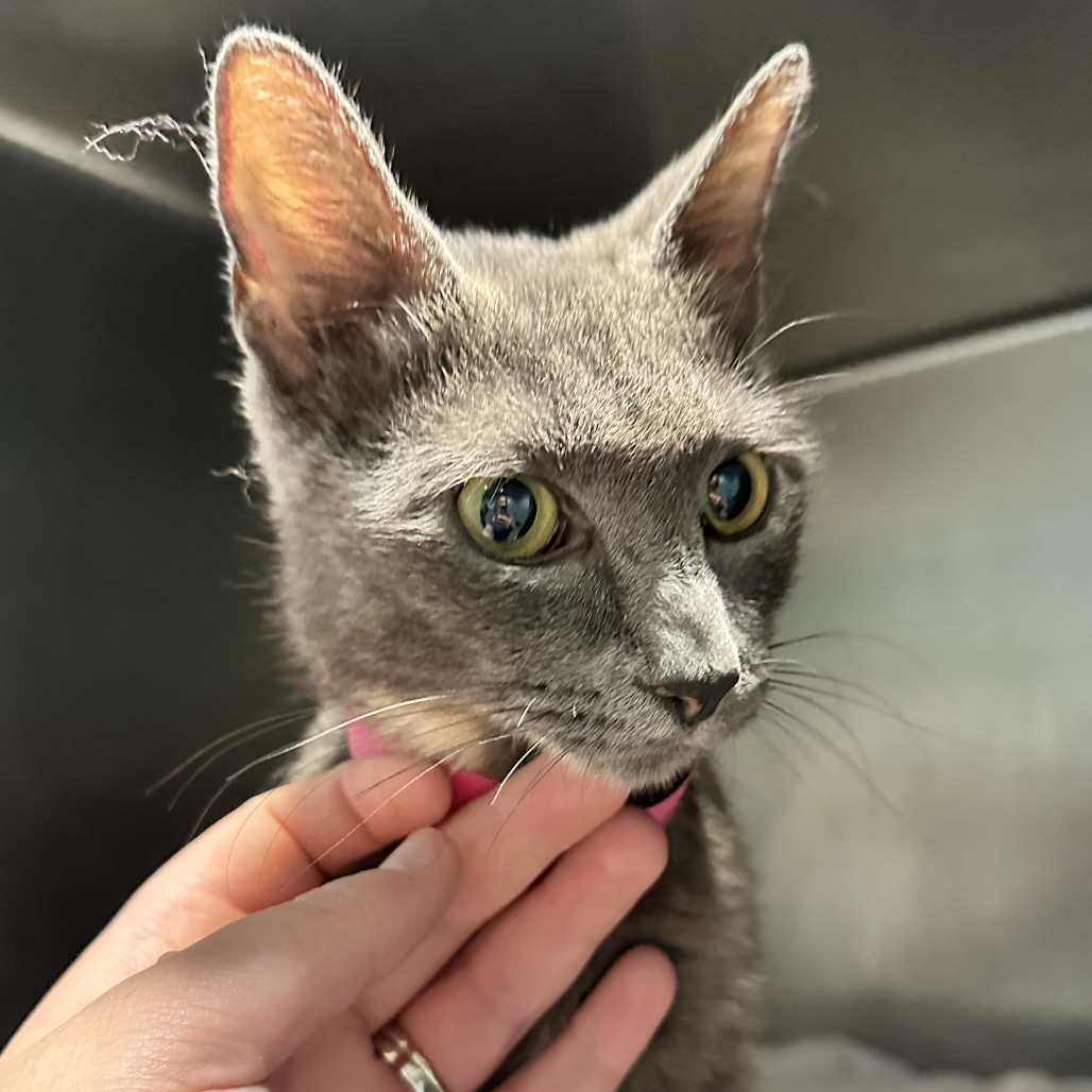Shelter Stray Female Cat last seen , 4500 N Access Rd, Chattanooga, TN 37415, USA