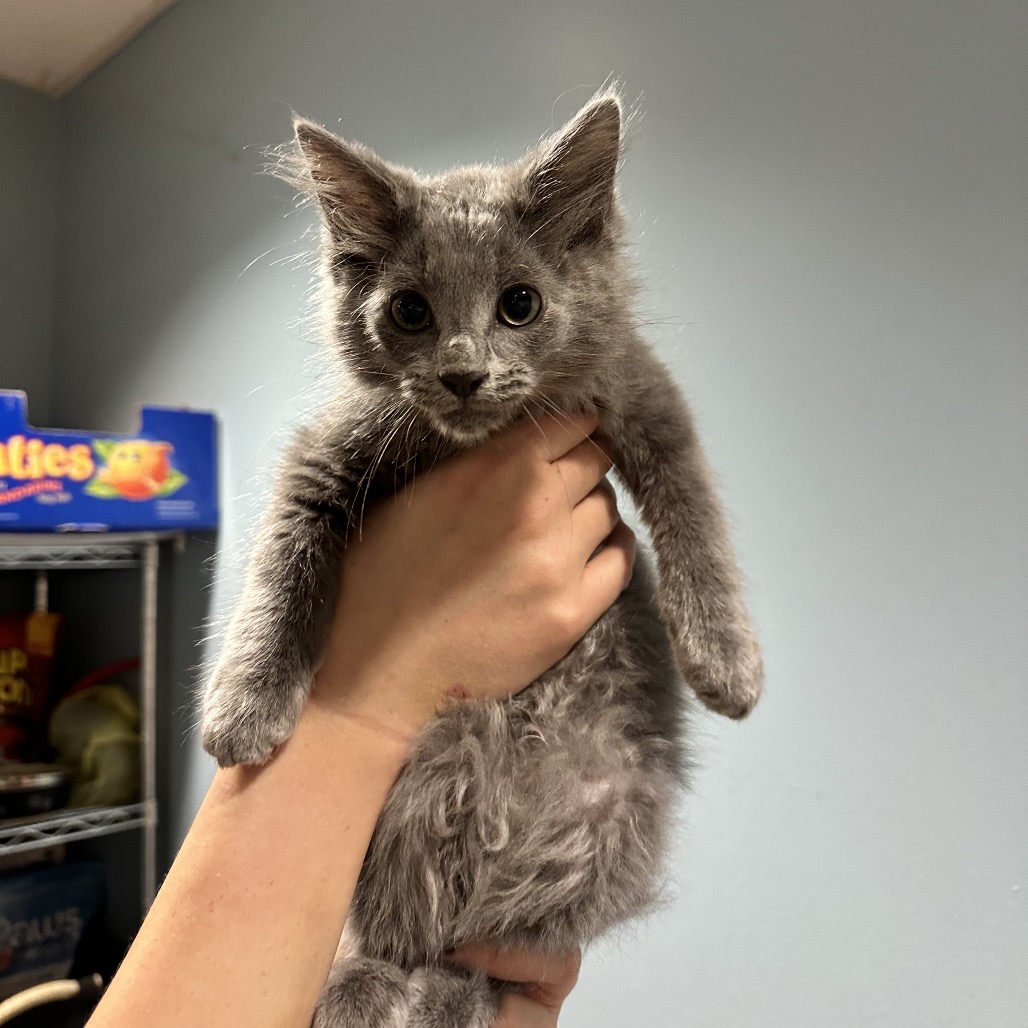 Shelter Stray Male Cat last seen , 4500 N Access Rd, Chattanooga, TN 37415, USA