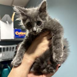 Shelter Stray Male Cat last seen , 4500 N Access Rd, Chattanooga, TN 37415, USA