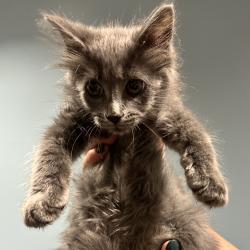 Shelter Stray Female Cat last seen , 4500 N Access Rd, Chattanooga, TN 37415, USA