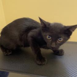 Shelter Stray Male Cat last seen , 361 S Raymond Ave, Pasadena, CA 91105, USA