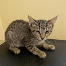 Shelter Stray Female Cat last seen , 361 S Raymond Ave, Pasadena, CA 91105, USA