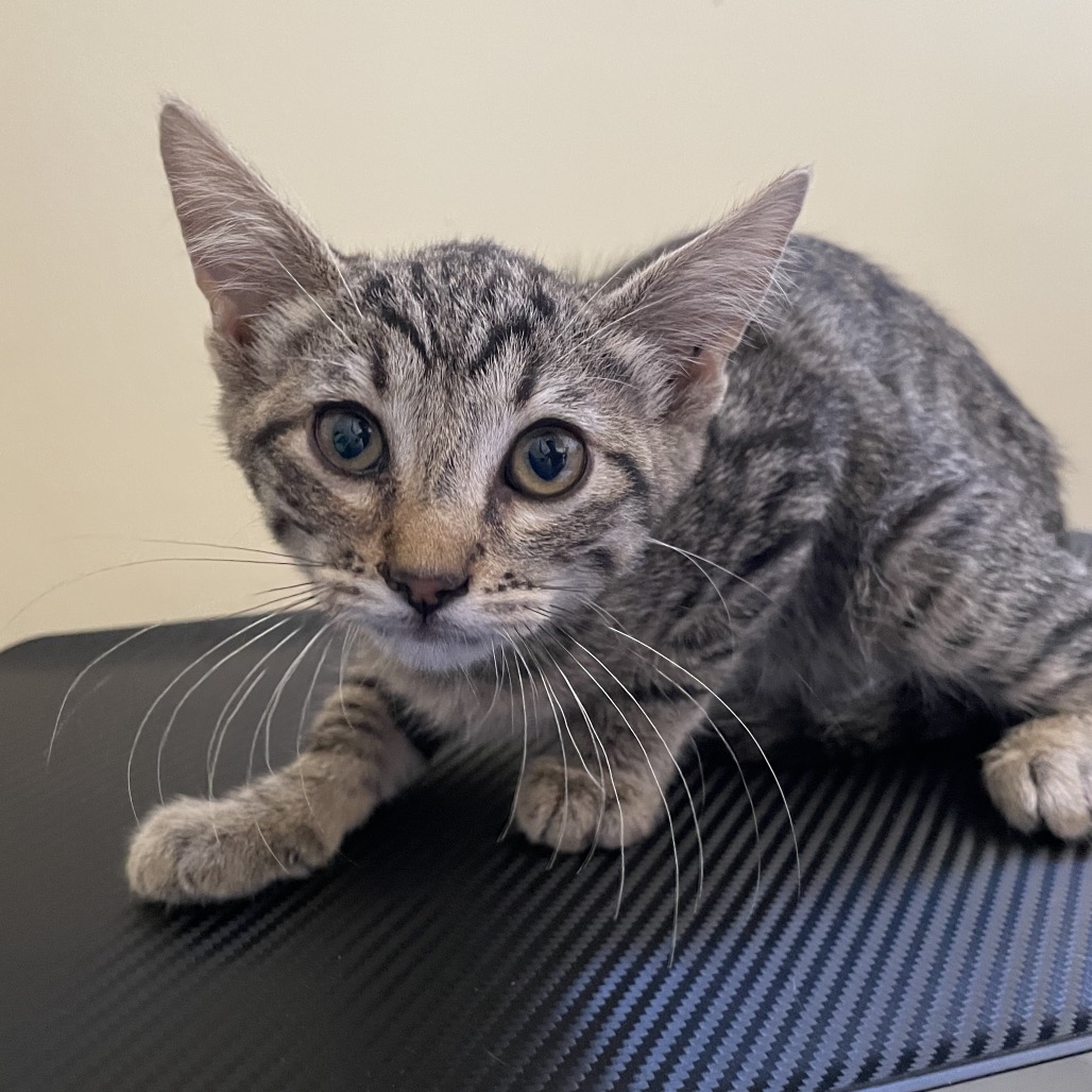 Shelter Stray Female Cat last seen , 361 S Raymond Ave, Pasadena, CA 91105, USA