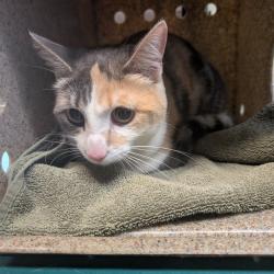 Shelter Stray Female Cat last seen , 361 S Raymond Ave, Pasadena, CA 91105, USA