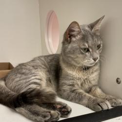 Shelter Stray Female Cat last seen , Animal Care & Control Team of Philly, 111 W Hunting Park Ave, Philadelphia, PA 19140, USA