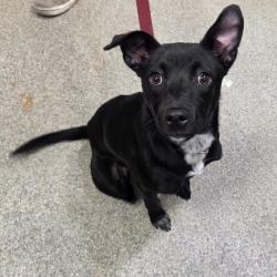 Shelter Stray Female Dog last seen , 8464 Beach Blvd, Jacksonville, FL 32216, USA