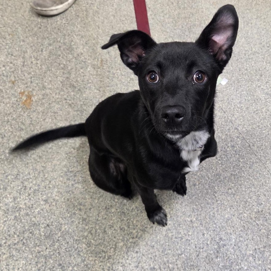 Shelter Stray Female Dog last seen , 8464 Beach Blvd, Jacksonville, FL 32216, USA