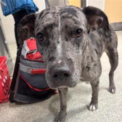 Shelter Stray Female Dog last seen , 8464 Beach Blvd, Jacksonville, FL 32216, USA