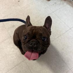 Shelter Stray Female Dog last seen , Animal Care & Control Team of Philly, 111 W Hunting Park Ave, Philadelphia, PA 19140, USA