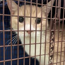 Shelter Stray Male Cat last seen , Animal Care & Control Team of Philly, 111 W Hunting Park Ave, Philadelphia, PA 19140, USA