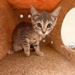 Shelter Stray Female Cat last seen , Animal Care & Control Team of Philly, 111 W Hunting Park Ave, Philadelphia, PA 19140, USA